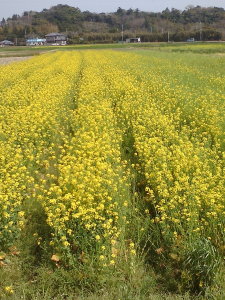 みよしの菜の花